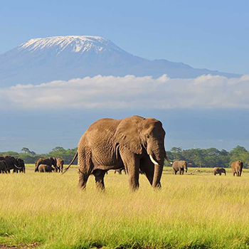 2-days-1-night-amboseli-economical-private-safari