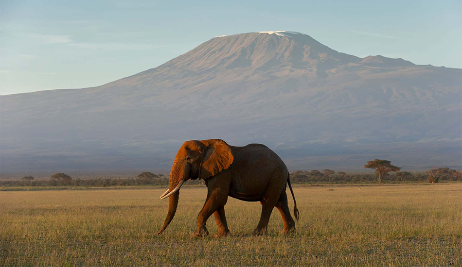 3-Day Amboseli Safari