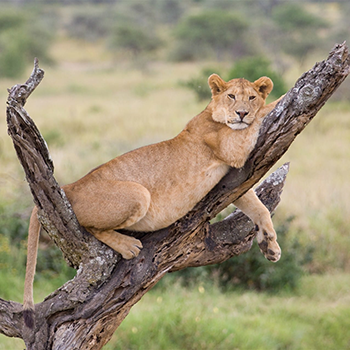 3-days-manyara-ngorongoro-safari