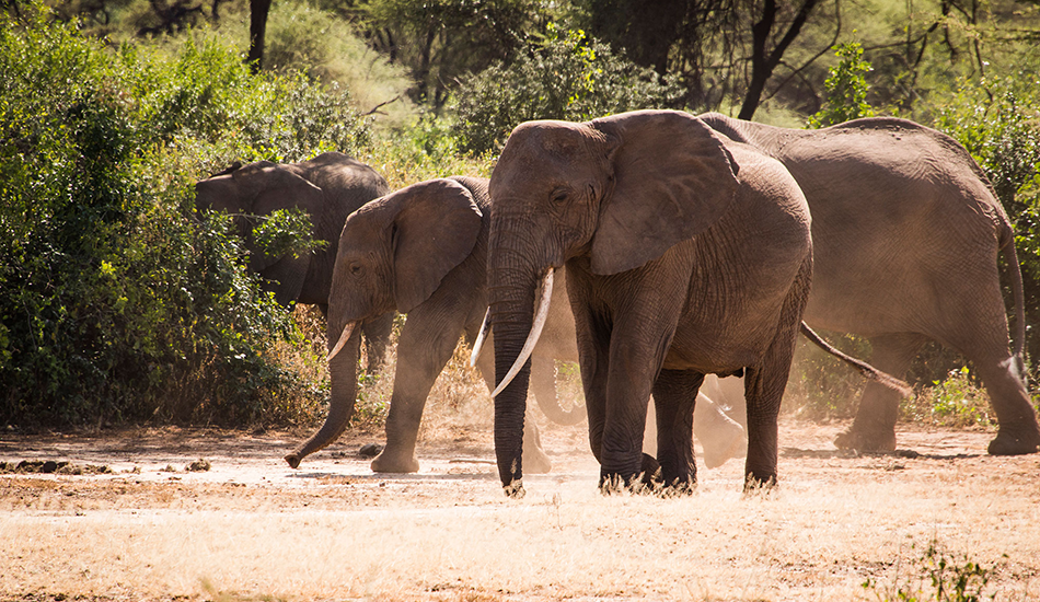 5-Day Serengeti, Tarangire, Ngorongoro & L Manyara