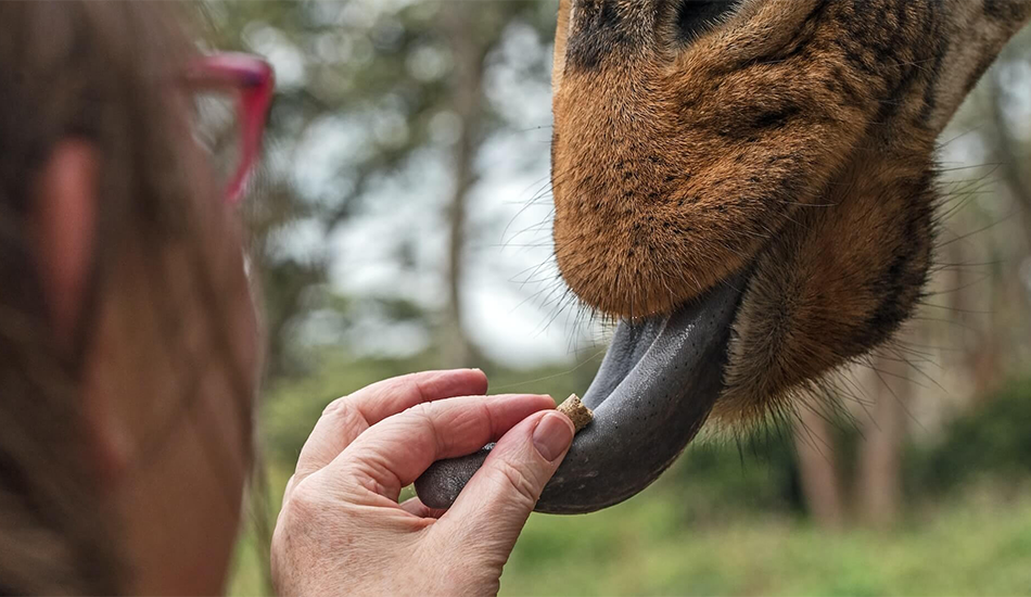 giraffe-center-day-tour