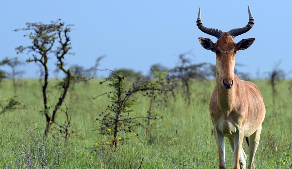 Nairobi National Park Adventure
